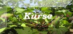 Kurse